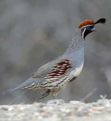 Bird Watching in Bandhavgarh National Park