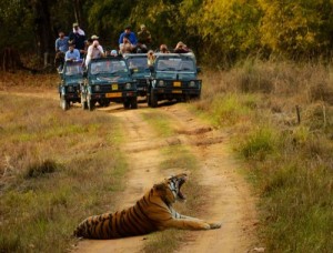 Bandhavgarh National Park, Bandhavgarh Safari Booking