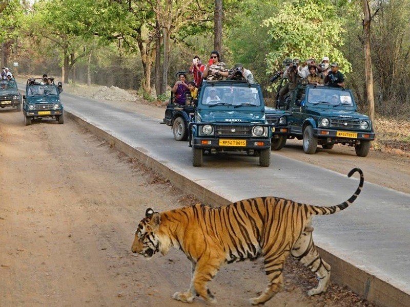 Bandhavgarh Fun Tour With 2 Jeep Safaris