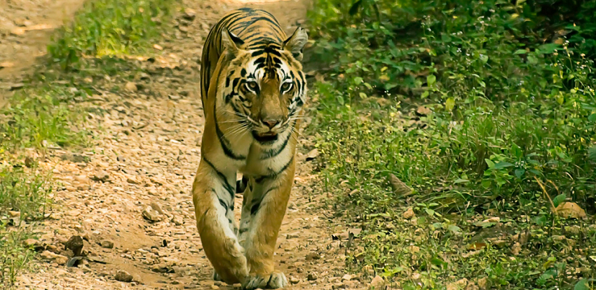 An Ecstatic Tiger Tour in Madhya Pradesh at Bandhavgarh and Kanha