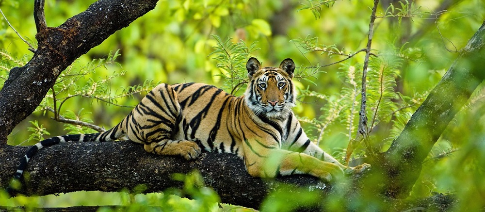 Bandhavgarh Tiger Safari Travel Plan from Indore