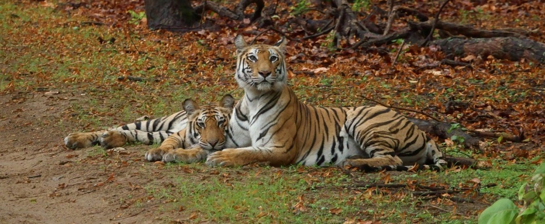 Comprehensive Guide to Bandhavgarh Safari from Hyderabad