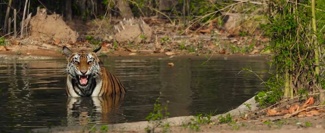 Thrilling Escape to Bandhavgarh National Park from Kanpur