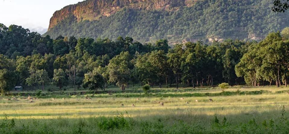 Top Tips for Planning Jungle Safari in Bandhavgarh National Park