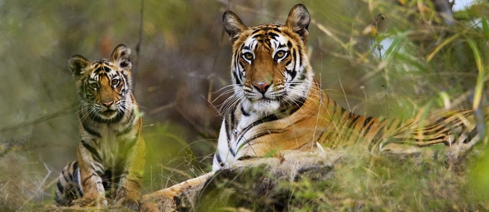 Bandhavgarh National Park: A Jewel of Indian Wildlife in Madhya Pradesh