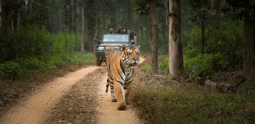 A Detailed Tour Guide to Bandhavgarh National Park from Nagpur