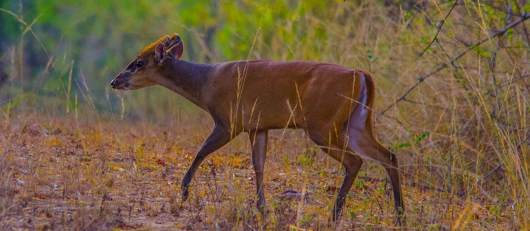 Tips to Make a Trip to Bandhavgarh National Park a Memorable One