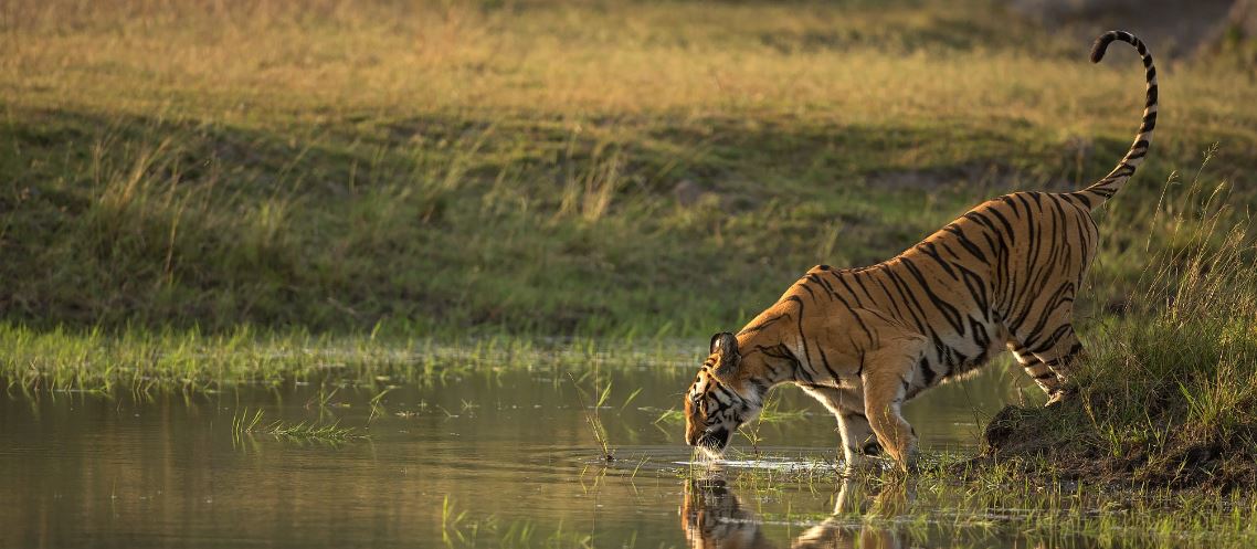 A Detailed Guide to Bandhavgarh National Park from Delhi